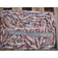 High quality frozen loligo squid for fishing bait